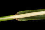 Caucasian bluestem